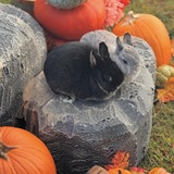 Entry image for Salem & Poppy