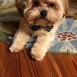 Entry image for Maverick