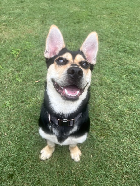 Entry image for Merle. Clicking this image will show a larger photo