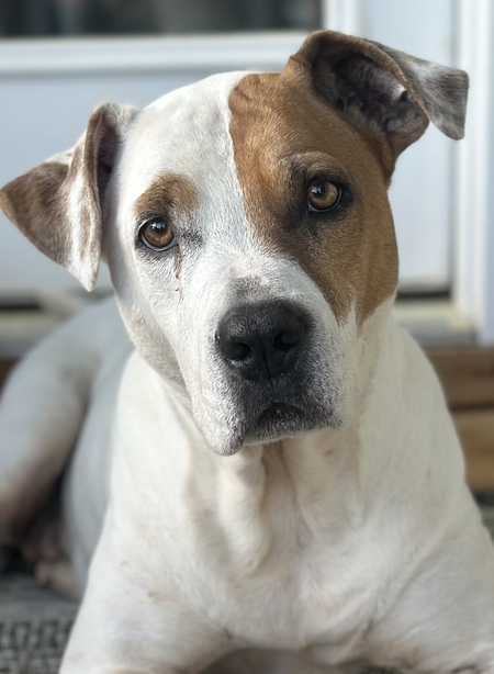 Entry image for Tinsel. Clicking this image will show a larger photo