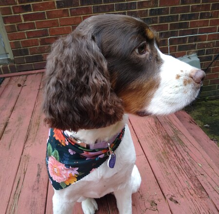 Entry image for Lady. Clicking this image will show a larger photo