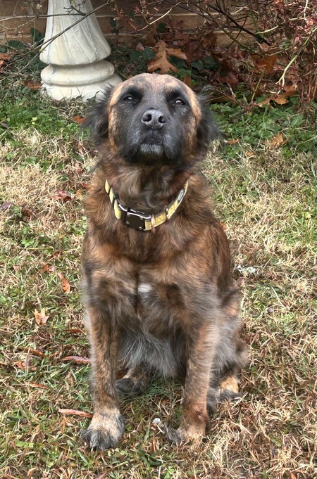 Entry image for Sully. Clicking this image will show a larger photo