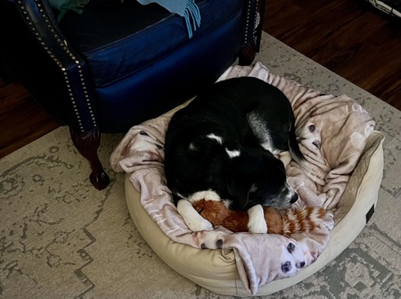 Entry image for Barrister. Clicking this image will show a larger photo