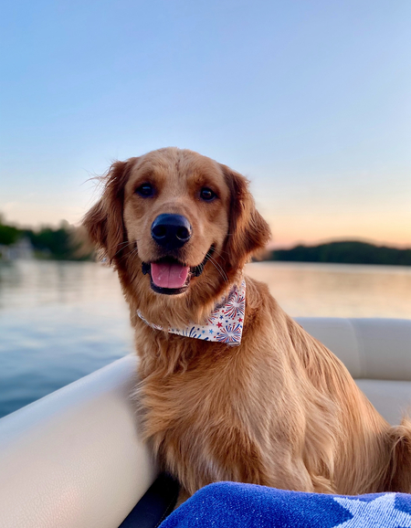 Entry image for Pickles. Clicking this image will show a larger photo