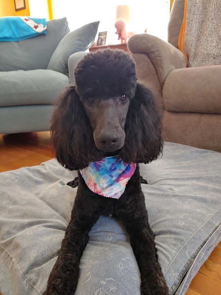 Entry image for Ava. Clicking this image will show a larger photo