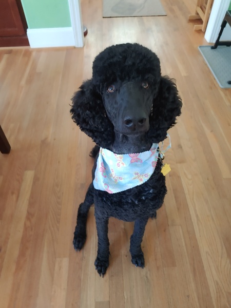 Entry image for Benjamin . Clicking this image will show a larger photo