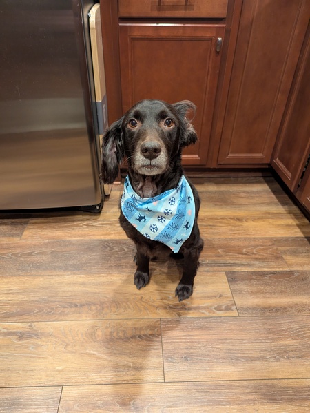 Entry image for Beau. Clicking this image will show a larger photo