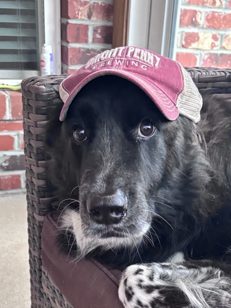 Entry image for Boomer. Clicking this image will show a larger photo