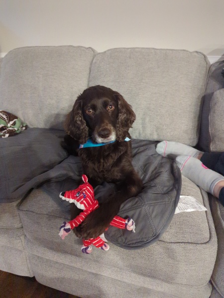 Entry image for Kimber. Clicking this image will show a larger photo