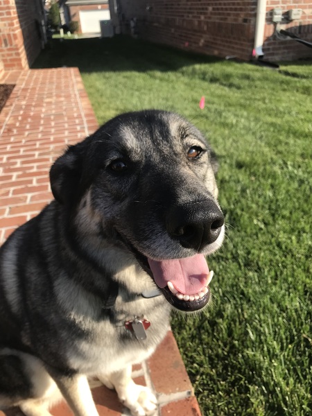 Entry image for Sierra. Clicking this image will show a larger photo