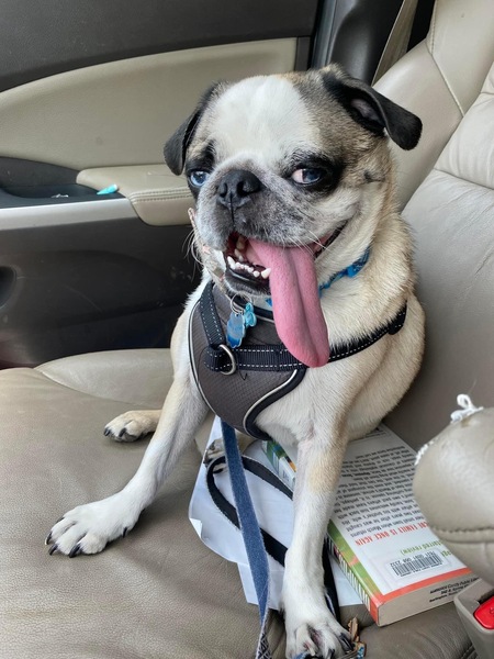 Entry image for Dobby. Clicking this image will show a larger photo