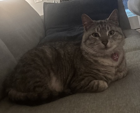 Entry image for Ruby. Clicking this image will show a larger photo