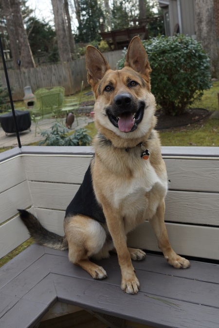 Entry image for Rollo. Clicking this image will show a larger photo