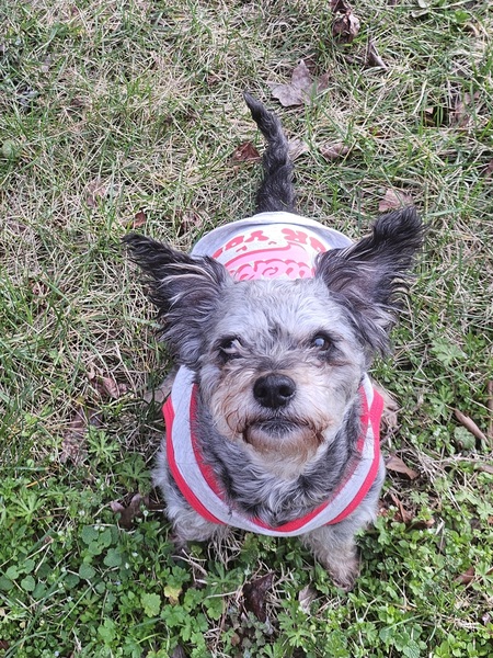 Entry image for Marley. Clicking this image will show a larger photo