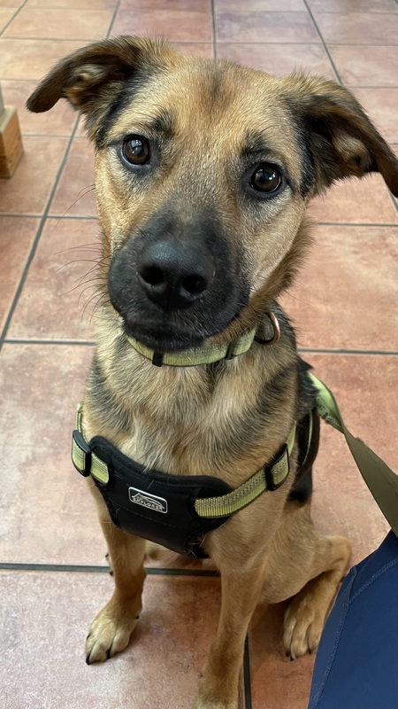 Entry image for Rascal. Clicking this image will show a larger photo