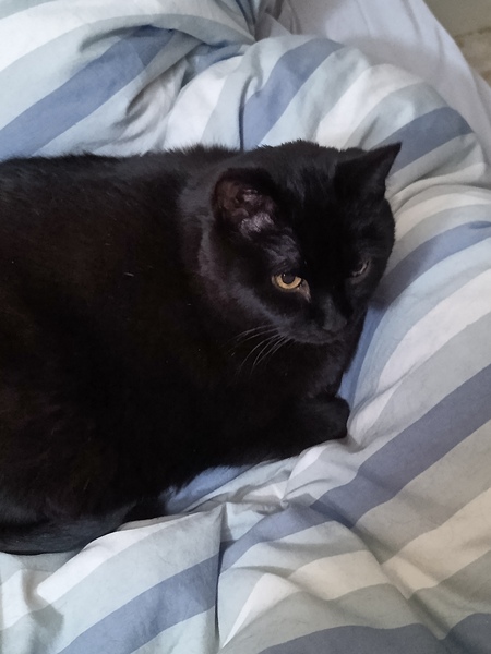 Entry image for Old Lady. Clicking this image will show a larger photo