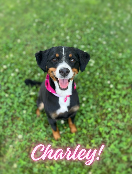 Entry image for Charley . Clicking this image will show a larger photo