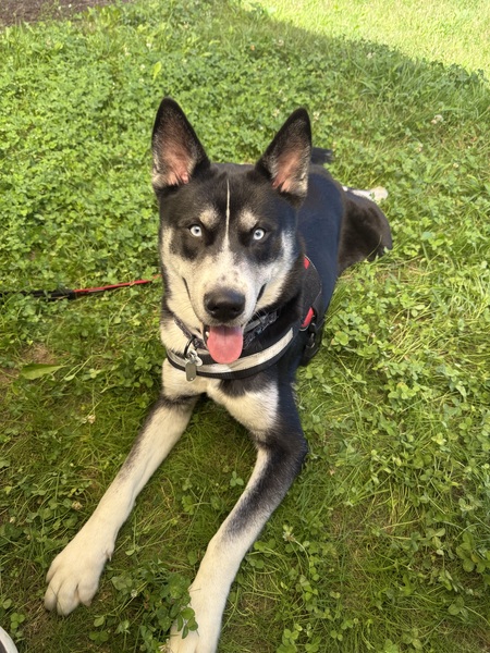 Entry image for Skye. Clicking this image will show a larger photo