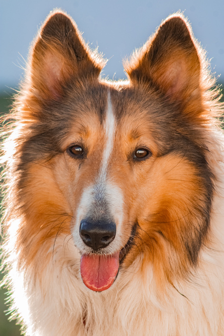 Entry image for Ellie. Clicking this image will show a larger photo