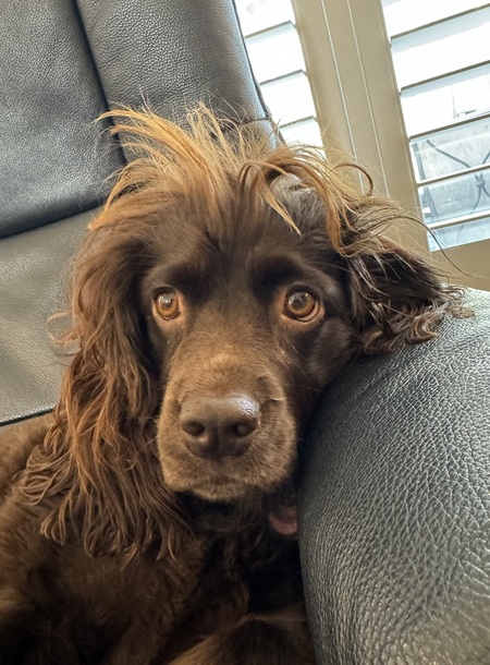 Entry image for Poppy. Clicking this image will show a larger photo