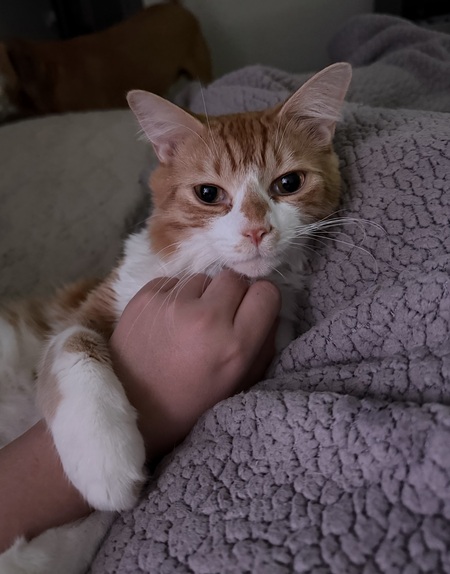 Entry image for Bean. Clicking this image will show a larger photo