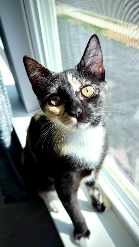 Entry image for Panko. Clicking this image will show a larger photo