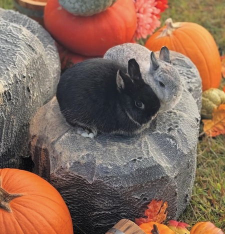 Entry image for Salem & Poppy. Clicking this image will show a larger photo