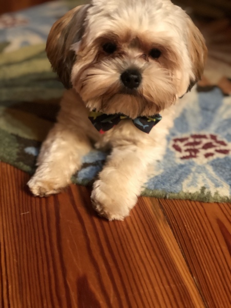 Entry image for Maverick. Clicking this image will show a larger photo