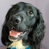 Entry image for Thistle