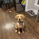 Entry image for Moose