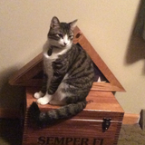 Entry image for Socks