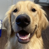 Entry image for Beau