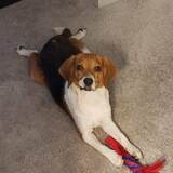 Entry image for Glizzy