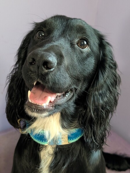 Entry image for Thistle. Clicking this image will show a larger photo