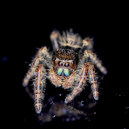 Entry image for  Juniper. Clicking this image will show a larger photo