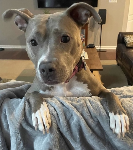 Entry image for Dixie. Clicking this image will show a larger photo