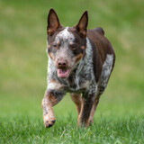 Entry image for Chico