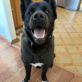 Entry image for Lacy 