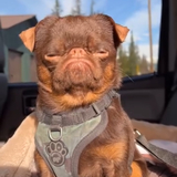 Entry image for Guss