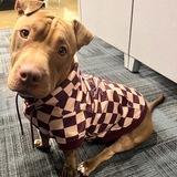 Entry image for Lucy 