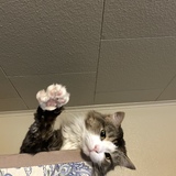 Entry image for Indie 