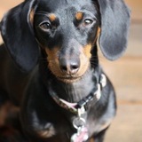 Entry image for Roxie