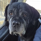 Entry image for Chuli Su