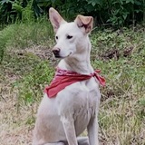 Entry image for Rebel Girl