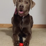 Entry image for Aliy the Wonderdog 