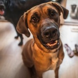 Entry image for Banjo