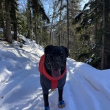 Entry image for Kayah