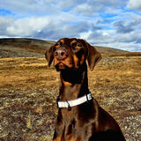 Entry image for Ziggi