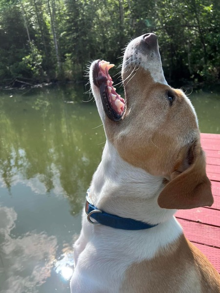 Entry image for Max. Clicking this image will show a larger photo