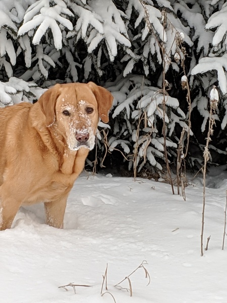 Entry image for Nitro. Clicking this image will show a larger photo